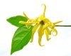 Olejek Ylang-Ylang, 100% Naturalny, Aromatika, 5ml