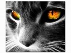 Obraz Malowanie po numerach Czarny Kot z kolorowymi oczami S078