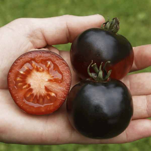 Pomidor Indigo Rose czarny nasiona