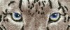 Haft diamentowy Diamond Dotz Diamentowa mozaika Leopard śnieżny 50x26cm DD5043