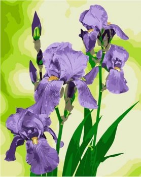 Malowanie po numerach - Irysy 40x50cm QB900-027