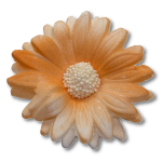Margaretka 10 szt.  pomarańczowa