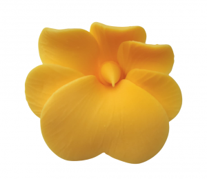 Miltonia żółta 10 szt