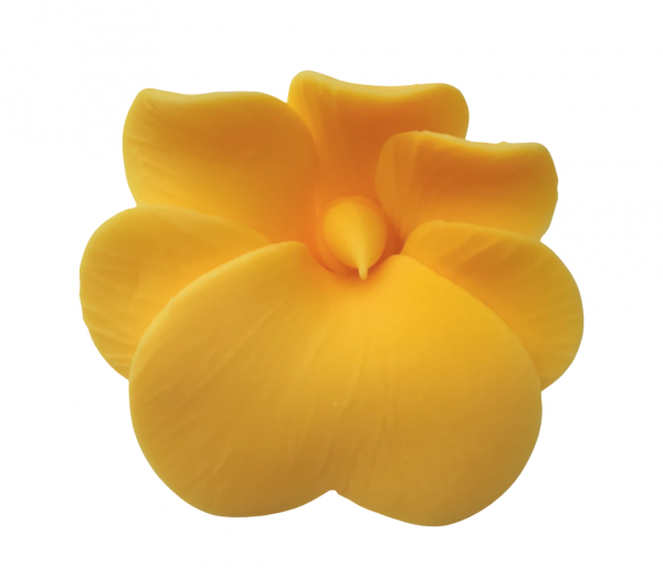 Miltonia żółta 10 szt