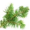 Balsamic Fir Essential Oil, Now Foods, 30ml
