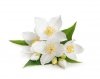 Jasmine Oil (Fragrance Composition), Now Foods, 30ml