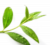 Olejek z Drzewa Herbacianego, Drzewo Herbaciane, 100% Naturalny