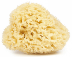 Natural Sponge From Mediterranean Sea, Najel