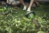 Nożyce do żywopłotu akumulatorowe GREENWORKS 24V (G24HT57) GR2200107
