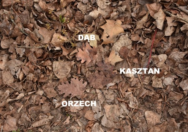 Zestaw 50 szt liści do wypełnień ghillie ORZECH