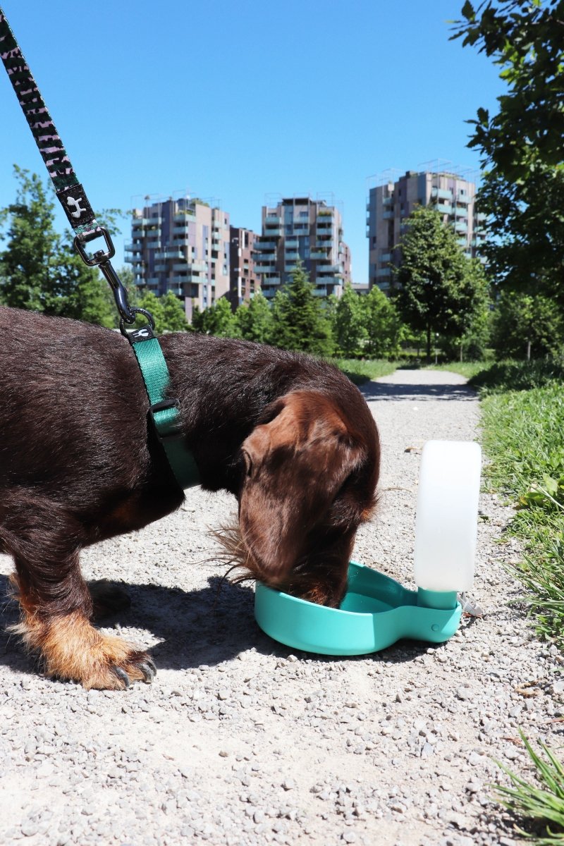 United Pets Milano PINGUI Poidło - Butelka na Wodę dla Psa / Różowa