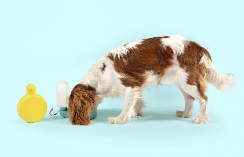United Pets Milano PINGUI Poidło - Butelka na Wodę dla Psa / Żółta