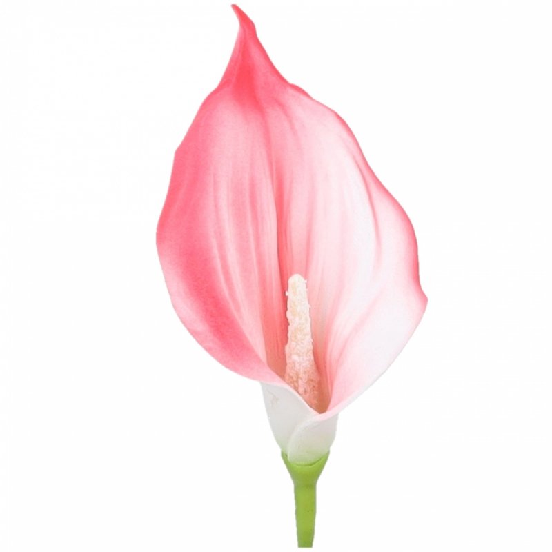 Główki Calla 6szt Koral KR1941D [10opak]