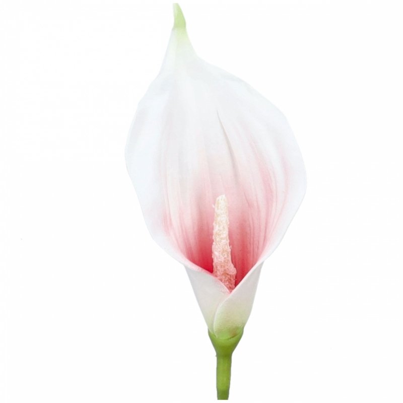 Główki Calla 6szt Biały/Koral KR1941E [10opak]