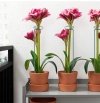 Zestaw 5 sztuk-  PODPORA PODPÓRKA 6 /60 cm DO ROŚLIN KWIATÓW