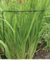 PODPORA podpórka DO ROŚLIN KWIATÓW półokrąg 45 cm fi 6mm