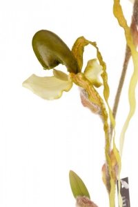Roślina sztuczna.- exotic orchidea Aluro