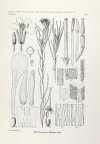 MĄDALSKI Józef - Atlas flory polskiej i ziem ościennych (Florae polonicae terrarumque adiacentium iconographia). T. 9, z. 6 (29 tablic): Cruciferae (Pars 5). Tabl. oprac. E. Skwirzyńska