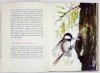 LEWANDOWSKA Cecylia - Federballchen. Das Jahr der Meisen. Illustrationen von Janusz Grabiański.