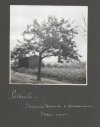 [OGRODNICTWO w Pillnitz - fotografie sytuacyjne i widokowe].