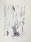 MĄDALSKI Józef - Atlas flory polskiej i ziem ościennych (Florae polonicae terrarumque adiacentium iconographia). T. 6, z. 5a (31 tablic): Polygonaceae (Pars 2) Platanaceae
