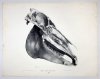 GERBER Friedrich, VOLMAR Joseph - Anatomischer atlas des Pferdes. Hsrg.