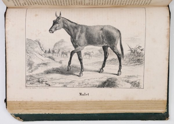CARDINI F[rançois Joseph] - Dictionnaire d'hippiatrique et d'équitation, ouvrage ou se trouvent réunies toutes les connaissances hippigues. Deuxiéme édition, revue, corrigée, , augmentée de la moitié et ornée de 70 figures. T. 1-2.