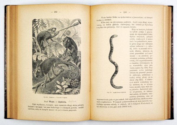 WRZEŚNIOWSKI August - Zasady zoologii. Z 499 rysunkami w tekście