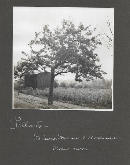 [OGRODNICTWO w Pillnitz - fotografie sytuacyjne i widokowe].