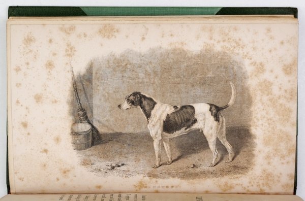 MILLS John - The Life of a Foxhound. With seven Illustrations on steel.