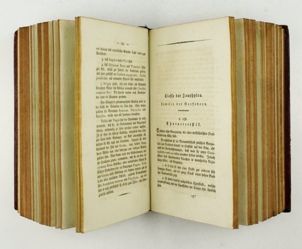 SCHWEIGGER August Friedrich - Handbuch der Naturgeschichte der skelettlosen ungegliederten Thiere