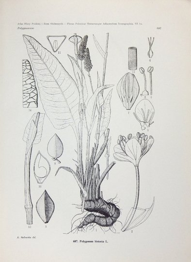 MĄDALSKI Józef - Atlas flory polskiej i ziem ościennych (Florae polonicae terrarumque adiacentium iconographia). T. 6, z. 5a (31 tablic): Polygonaceae (Pars 2) Platanaceae
