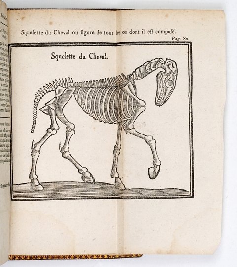 BEAUREGARD N[icolas] - Le Maréchal expert, Contenant un Traité du naturel &amp; des marques des beaux &amp; bons Chevaux, avec la maniere de connoître &amp; guérir leurs maladies [...]. Avec douze Figures. Partie 1-2.