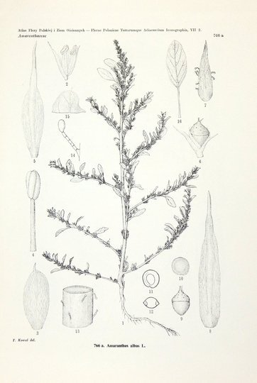 MĄDALSKI Józef - Atlas flory polskiej i ziem ościennych (Florae polonicae terrarumque adiacentium iconographia). T. 7, z. 2 (37 tablic): Chenopodiaceae (Pars 2): Amaranthaceae, Aizoaceae, Portulacaceae
