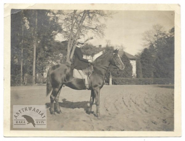 [KONIE - fotografie sytuacyjne]
