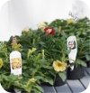 Supertunia Mini Vista Coral 6 sztuk
