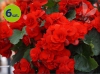 begonia Solenia Red Orange allegro