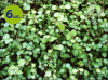 Mulenbeckia Minero 6 szt.