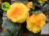 Bulwiasta morelowa