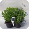 Lobelia niebieska 6 sztuk