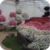 Supertunia Mini Vista Hot Pink 6 sztuk