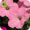 Alpetunia Soft Pink