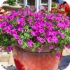 Supertunia Mini Vista Blue 6 sztuk
