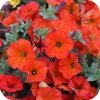 Supertunia Beautical Red 6 sztuk