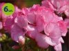 Pelargonia rabatowa blush  6 sztuk