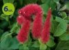 Acalypha Foxy 6 sztuk