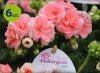 Pelargonia Rosebud Astrid 6 sztuk