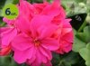 pelargonia wisząca magenta_allegro