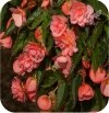 Begonia Belina Pink 6 sztuk