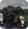 Begonia Solenia Catrina 6 sztuk